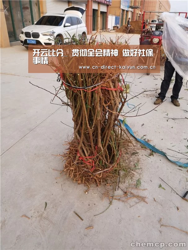 开云比分